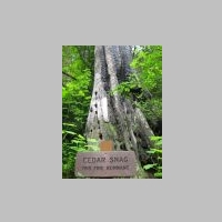Cedar Snag on Pulaski Trail.jpg